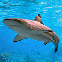 Shark - Credit: Stormydog via Flickr 